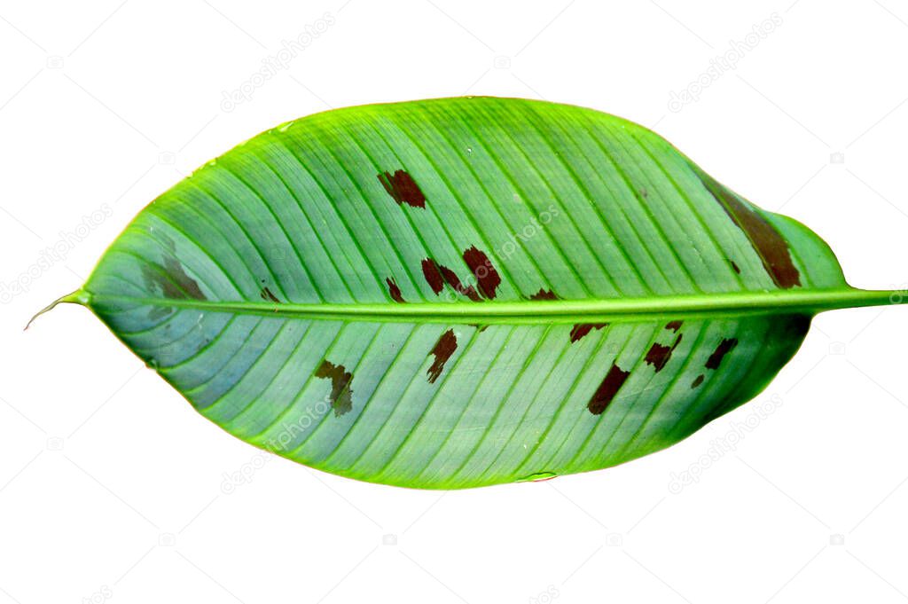 Green banana leaves have brown specks.  isolated white background