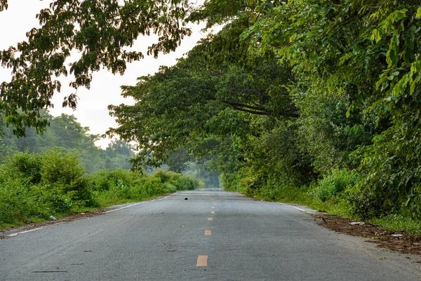Paved Road Has Yellow Guide Line Surrounded Green Trees Evening — Stockfoto