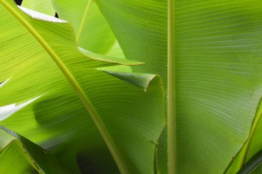 intricate green banana leaf background  Used to design backgrounds and wallpapers.