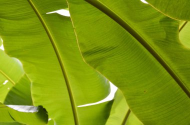 intricate green banana leaf background  Used to design backgrounds and wallpapers.
