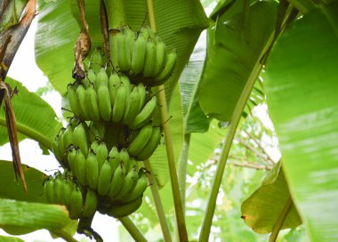 green banana  Covered with green banana leaves. Commercial banana cultivation concept.