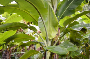 Banana forest background with intricate green banana leaves.  Used to design backgrounds and wallpapers.