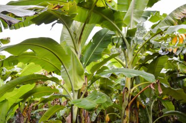 Banana forest background with intricate green banana leaves.  Used to design backgrounds and wallpapers.