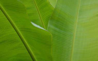 water droplets on green banana leaf  Used to design backgrounds and wallpapers.  Banner ads on website pages  exhibition background