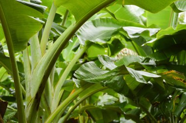 intricate green banana leaf background  Used to design backgrounds and wallpapers.