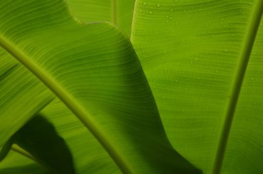 water droplets on green banana leaf  Used to design backgrounds and wallpapers.  Banner ads on website pages  exhibition background