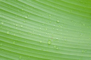 water droplets on green banana leaf  Used to design backgrounds and wallpapers.  Banner ads on website pages  exhibition background