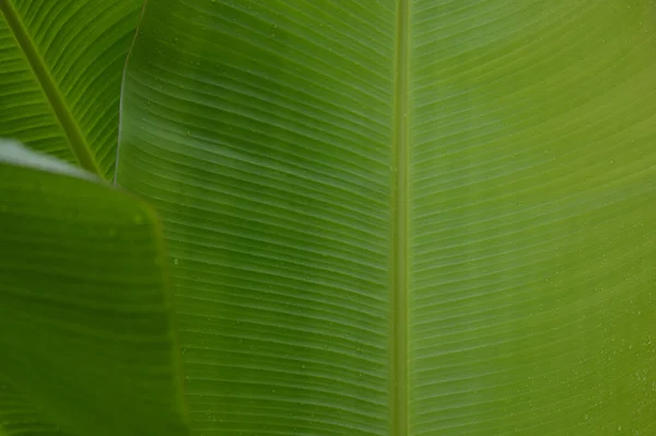 Water Droplets Green Banana Leaf Used Design Backgrounds Wallpapers Banner — Foto de Stock