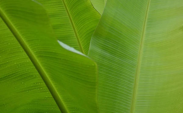 Water Droplets Green Banana Leaf Used Design Backgrounds Wallpapers Banner — Foto de Stock