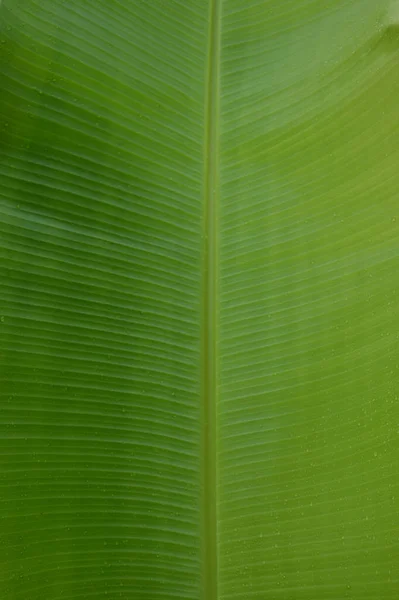 Water Droplets Green Banana Leaf Used Design Backgrounds Wallpapers Banner — Stock fotografie