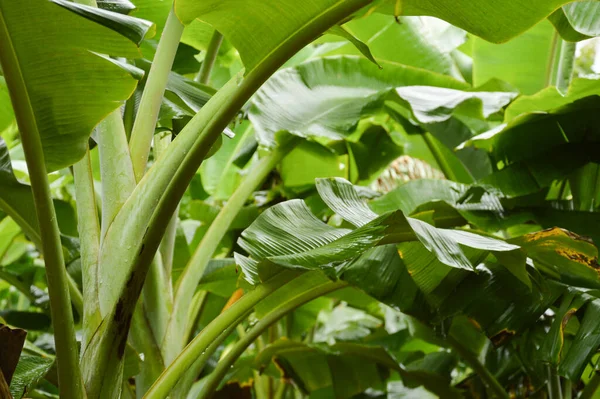 intricate green banana leaf background  Used to design backgrounds and wallpapers.
