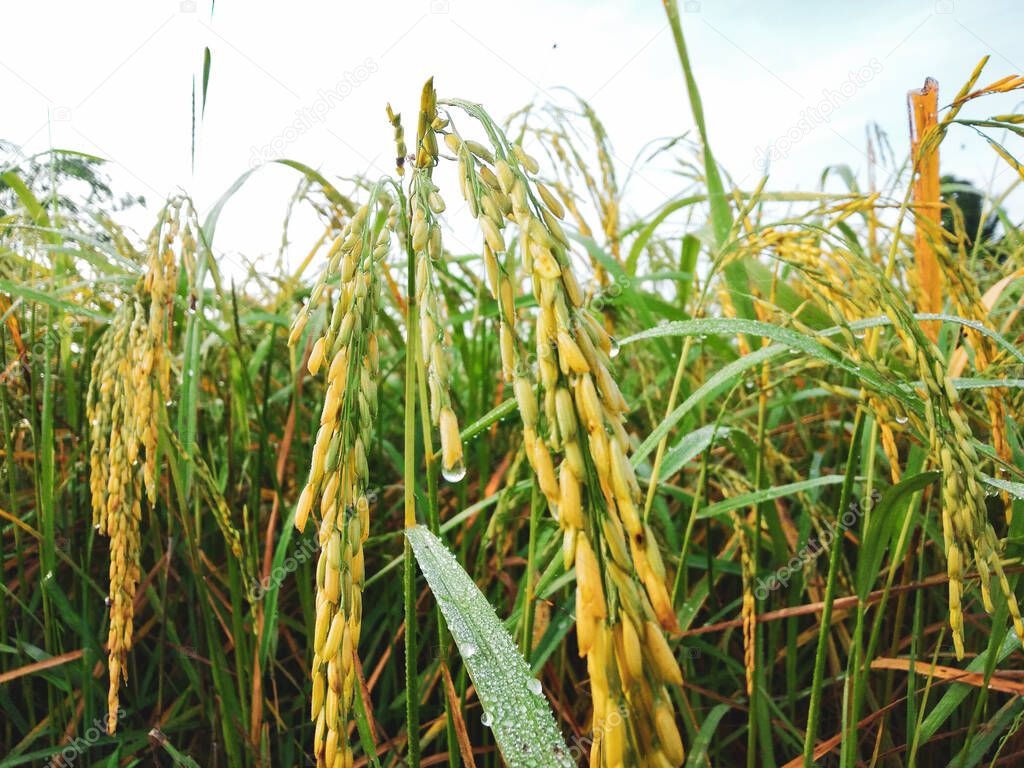 dew drops on green leaves  Shining yellow ears of rice, concept, agriculture, harvest season, farmer