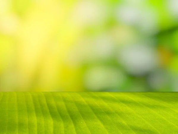 Estante Hoja Plátano Verde Contrasta Con Fondo Borroso Luz Naranja — Foto de Stock