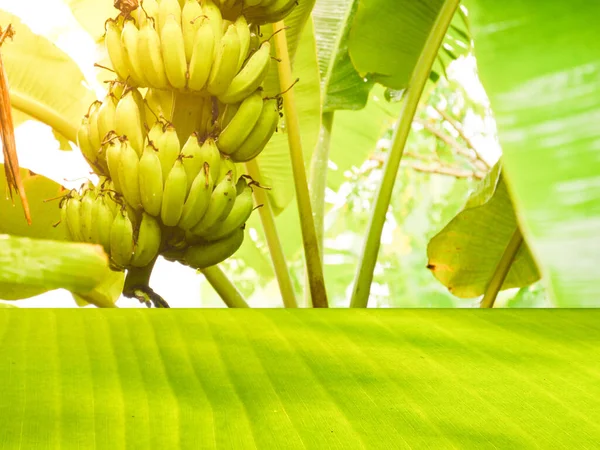 Estante Hoja Plátano Verde Contrasta Con Telón Fondo Bosque Plátanos — Foto de Stock