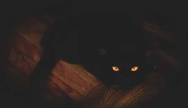 Желтые Глаза Черной Кошки Смотря Ночь Чувствуя Себя Напуганным Шокированным — стоковое фото