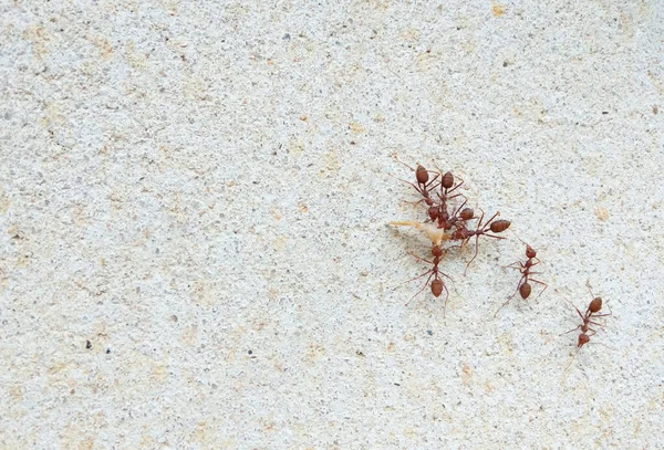 Red ants are working together.  On the concrete wall, the concept of unity, power, teamwork