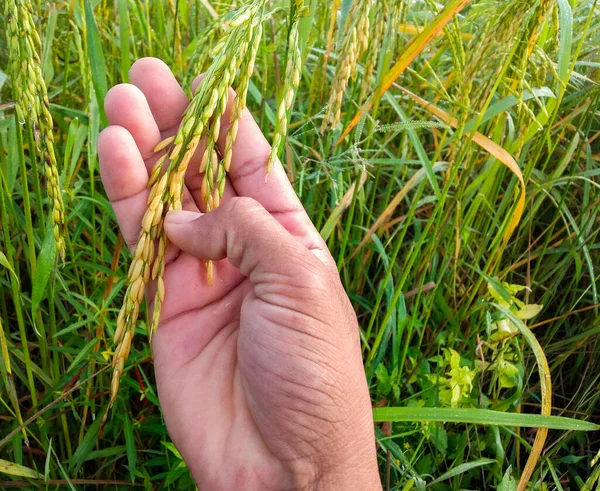 Männliche Hand Berührt Morgens Gelbe Ähren Von Reis Outdoor Das — Stockfoto