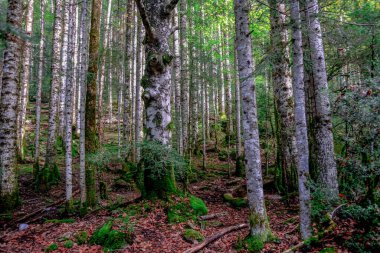 Ordesa y Monte Perdido Ulusal Parkı, İspanya Pireneleri 'nde muhteşem nehirleri, şelaleleri, dağları, kayınları ve köknar ormanlarıyla