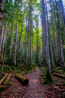 Ordesa y Monte Perdido Ulusal Parkı, İspanya Pireneleri 'nde muhteşem nehirleri, şelaleleri, dağları, kayınları ve köknar ormanlarıyla