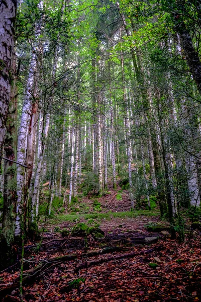 Taman Nasional Ordesa Monte Perdido Pirenia Spanyol Dengan Sungai Dan — Stok Foto