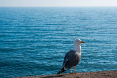 İspanyol Akdeniz 'deki Peniscola' nın eski duvarında bir savunma topu