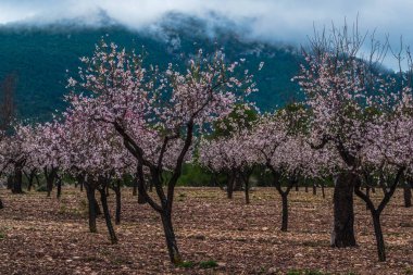 At the end of January, the almond blossom blooms in Alicante, Spain