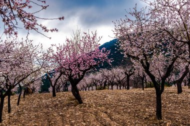At the end of January, the almond blossom blooms in Alicante, Spain