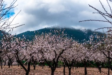 At the end of January, the almond blossom blooms in Alicante, Spain