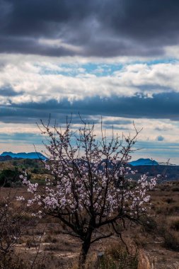 At the end of January, the almond blossom blooms in Alicante, Spain