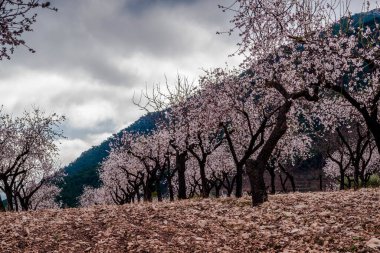 At the end of January, the almond blossom blooms in Alicante, Spain