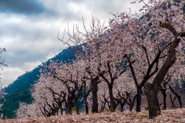 At the end of January, the almond blossom blooms in Alicante, Spain