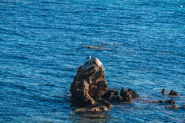 Costa Rochosa Antiga Ilha Tabarca Mediterrâneo Espanhol Frente Santa Pola — Fotografia de Stock