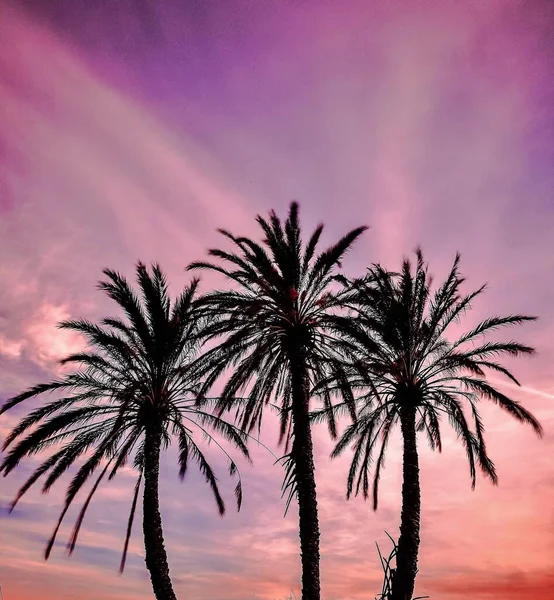 Пальмові Дерева Сільській Місцевості Аліканте Іспанія Під Час Заходу Сонця — стокове фото