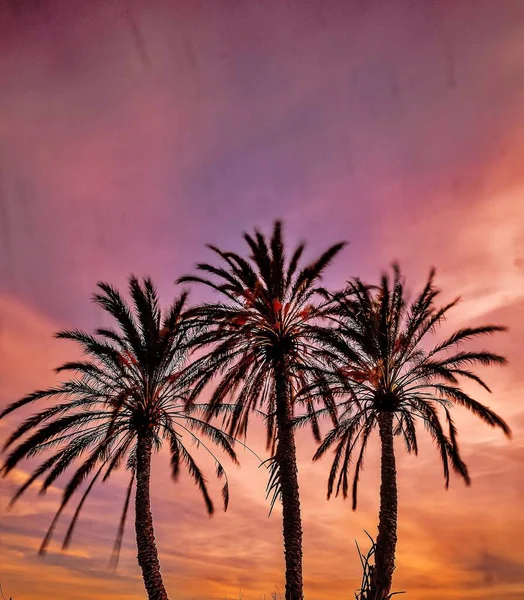 Пальмові Дерева Сільській Місцевості Аліканте Іспанія Під Час Заходу Сонця — стокове фото