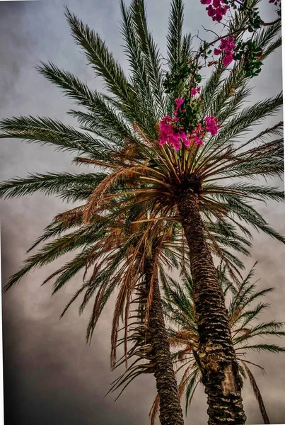 西班牙阿利坎特农村夏季风暴中的棕榈树 — 图库照片