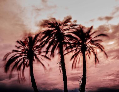 Rüzgar İspanya 'nın Alicante kentindeki bir grup palmiye ağacını kırbaçlıyor. Uzun pozlama