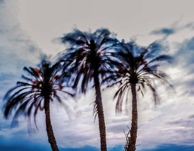 Rüzgar İspanya 'nın Alicante kentindeki bir grup palmiye ağacını kırbaçlıyor. Uzun pozlama