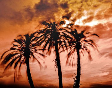 Rüzgar İspanya 'nın Alicante kentindeki bir grup palmiye ağacını kırbaçlıyor. Uzun pozlama