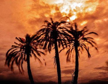 Rüzgar İspanya 'nın Alicante kentindeki bir grup palmiye ağacını kırbaçlıyor. Uzun pozlama