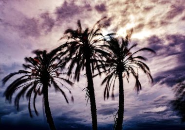 Rüzgar İspanya 'nın Alicante kentindeki bir grup palmiye ağacını kırbaçlıyor. Uzun pozlama