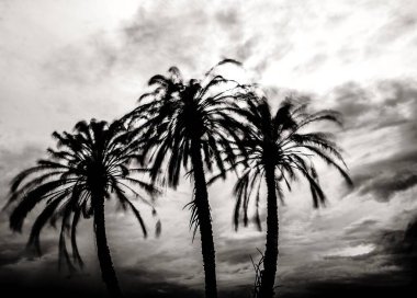 Rüzgar İspanya 'nın Alicante kentindeki bir grup palmiye ağacını kırbaçlıyor. Uzun pozlama