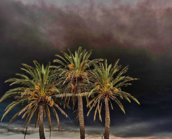 Пальмові Дерева Під Час Літнього Шторму Сільській Місцевості Аліканте Іспанія — стокове фото