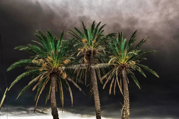 İspanya 'nın Alicante şehrinde yaz fırtınasında palmiye ağaçları