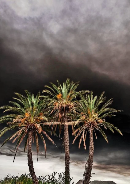 İspanya 'nın Alicante şehrinde yaz fırtınasında palmiye ağaçları