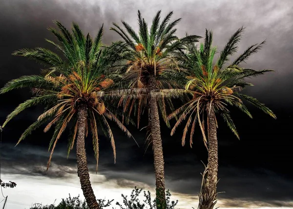 西班牙阿利坎特农村夏季风暴中的棕榈树 — 图库照片