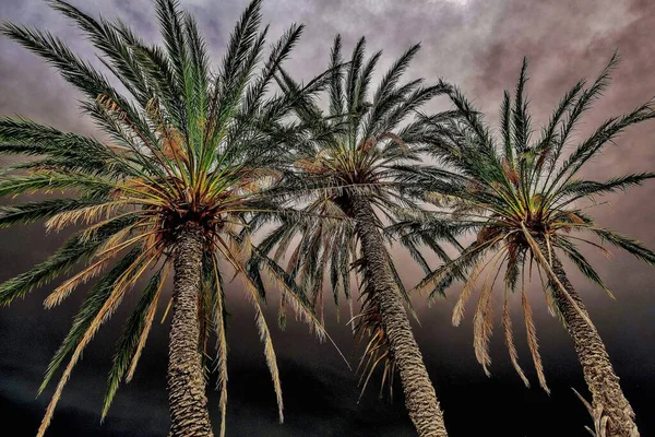 Palm Trees Summer Storm Countryside Alicante Spain — Zdjęcie stockowe