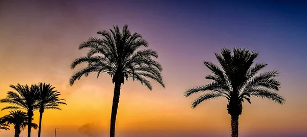 西班牙阿利坎特波萨莱特海滩黎明时分的棕榈树 — 图库照片