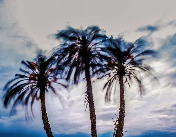 Rüzgar Spanya Nın Alicante Kentindeki Bir Grup Palmiye Ağacını Kırbaçlıyor — Stok fotoğraf