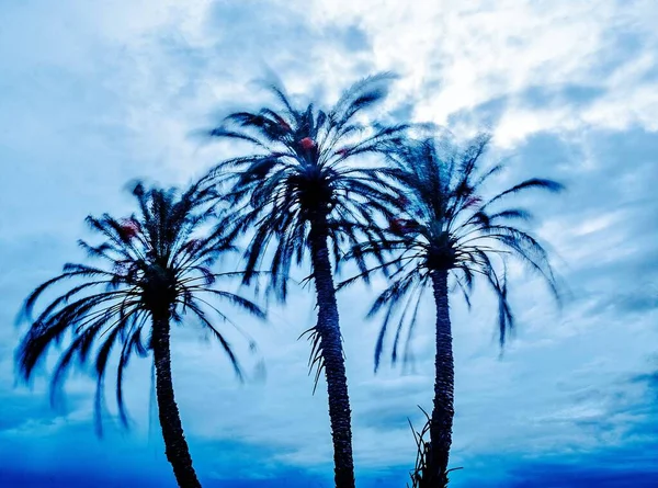 Rüzgar İspanya 'nın Alicante kentindeki bir grup palmiye ağacını kırbaçlıyor. Uzun pozlama