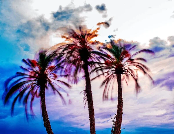 在西班牙阿利坎特的农村 大风吹打着一群棕榈树 长期接触 — 图库照片